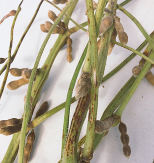Green Stem Disorder in Soybeans